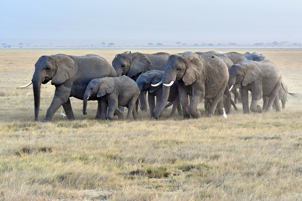 Amboseli Nat. Reserve